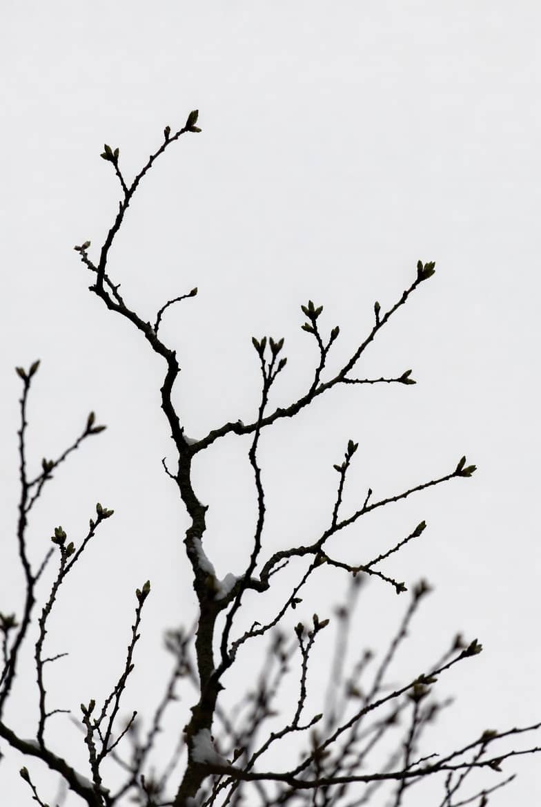 Bare branches still holding snow, with small spring buds
